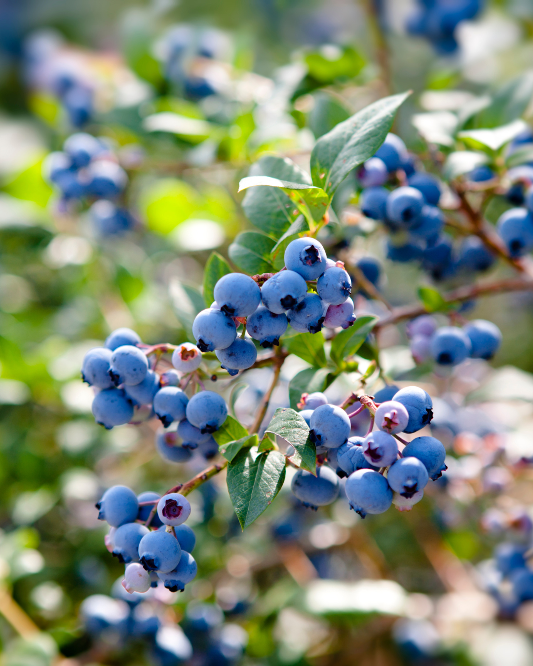 Wild Maine Blueberries Candle