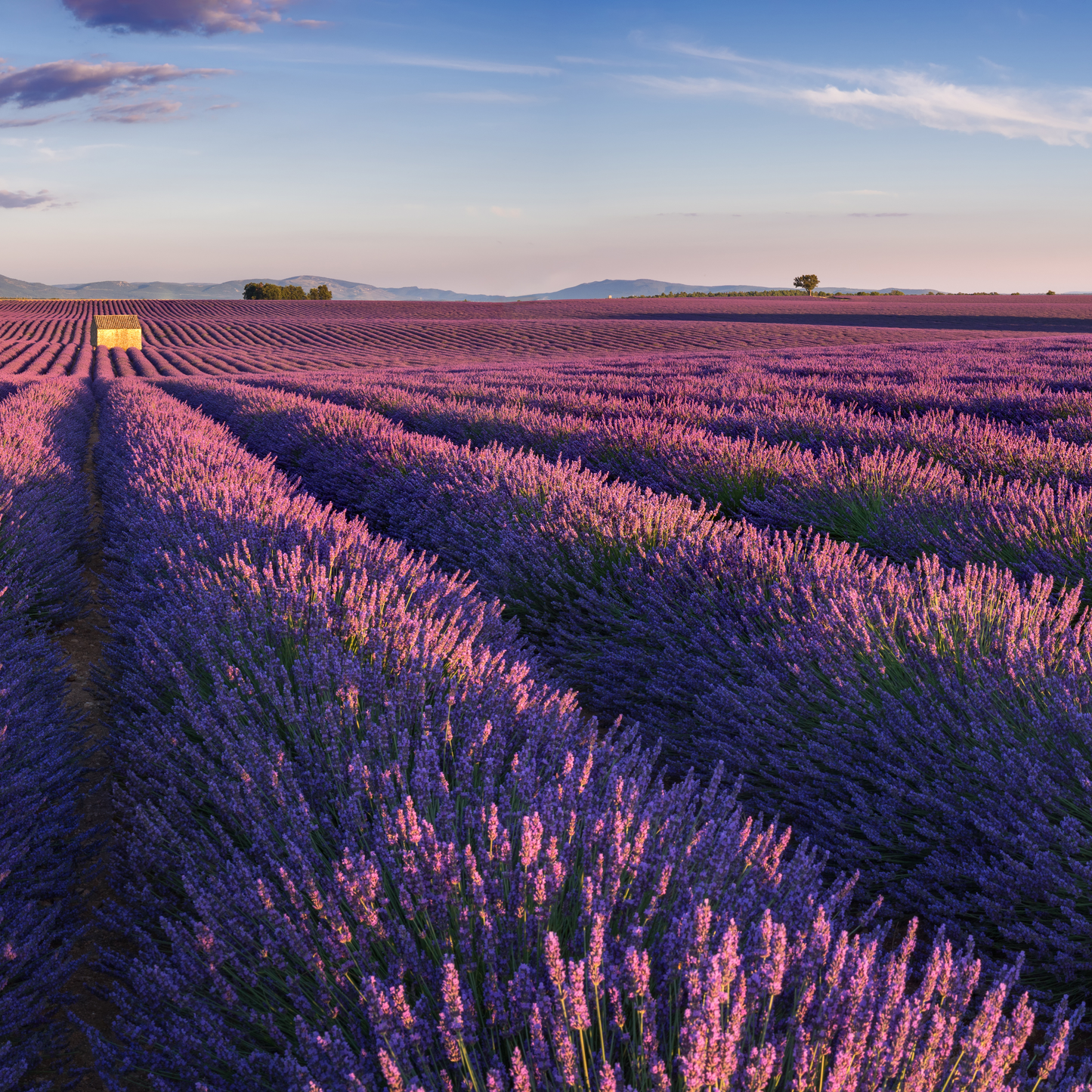 Lavender Scented Candles | Field of Provence Candle | Seven Continents