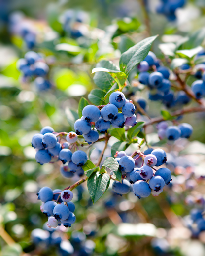 Maine Wild Blueberries - Mini Car Diffuser